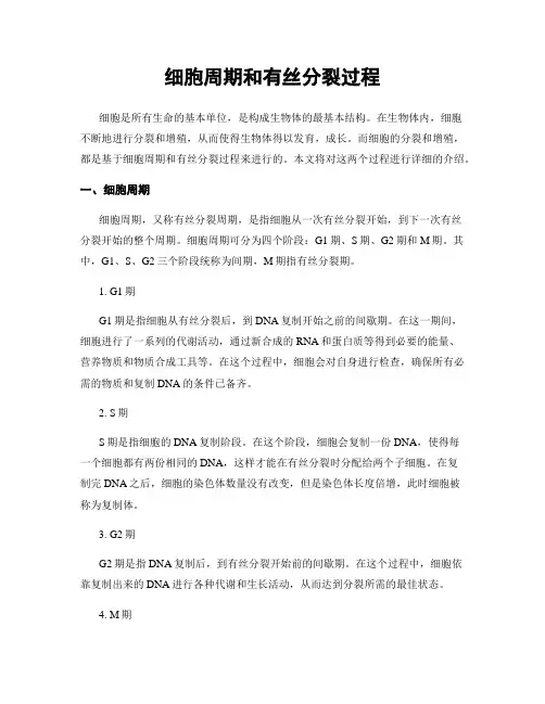 细胞周期和有丝分裂过程