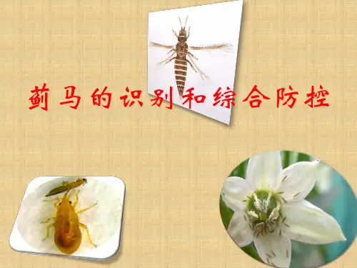 蓟马形态识别和综合防治技术