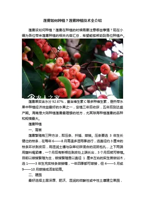 莲雾如何种植？莲雾种植技术全介绍