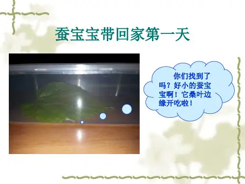 养蚕观察记录ppt文档资料课件