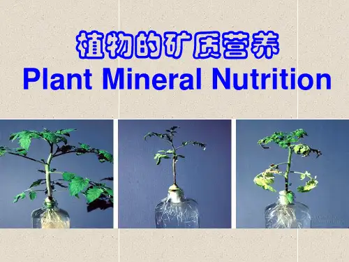植物生理学第二章：矿质营养
