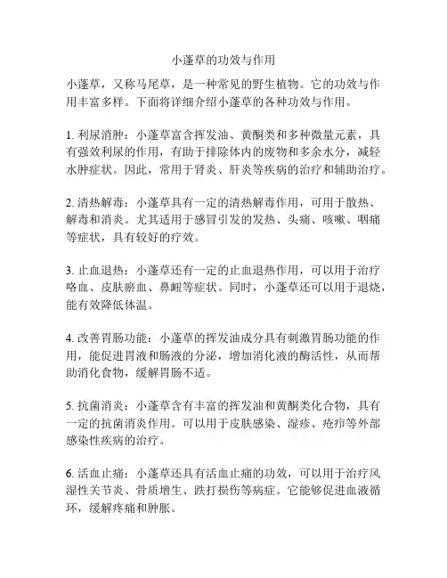小蓬草的功效与作用