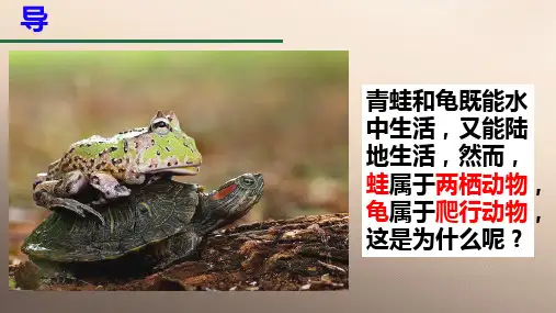 人教版生物八年级上册第五单元第一章第五节“两栖动物和爬行动物”(第一课时)课件优秀课件