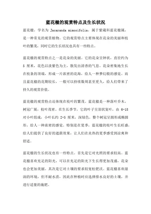 蓝花楹的观赏特点及生长状况