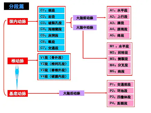 脑动脉分段分支与图解1