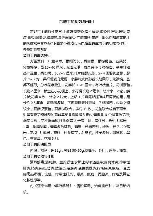 苦地丁的功效与作用