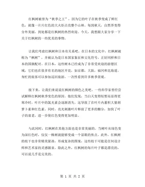 红枫树作文范文