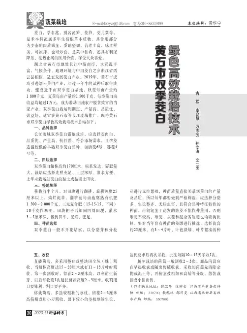 黄石市双季茭白绿色高效栽培技术