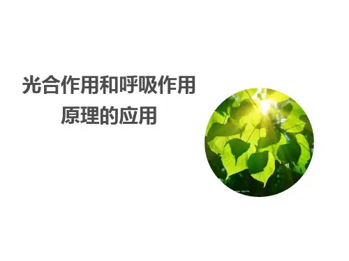 最新苏教版七年级生物上册《光合作用和呼吸作用原理的应用》教学课件