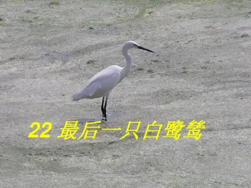 最后一只白鹭鸶课件