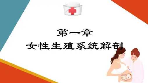 女性生殖系统解剖—外生殖器(助产技术课件)