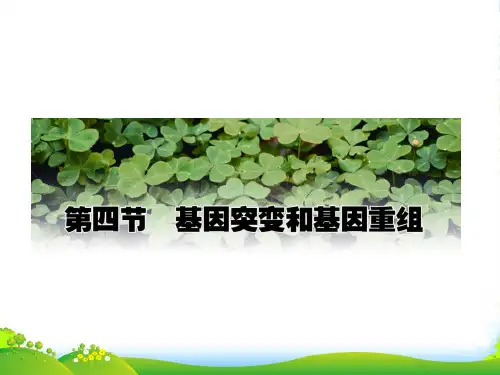 人教版高中生物必修(二) 5.1基因突变和基因重组 课件(共35张PPT)