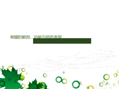 脊髓的解剖、功能与损伤表现