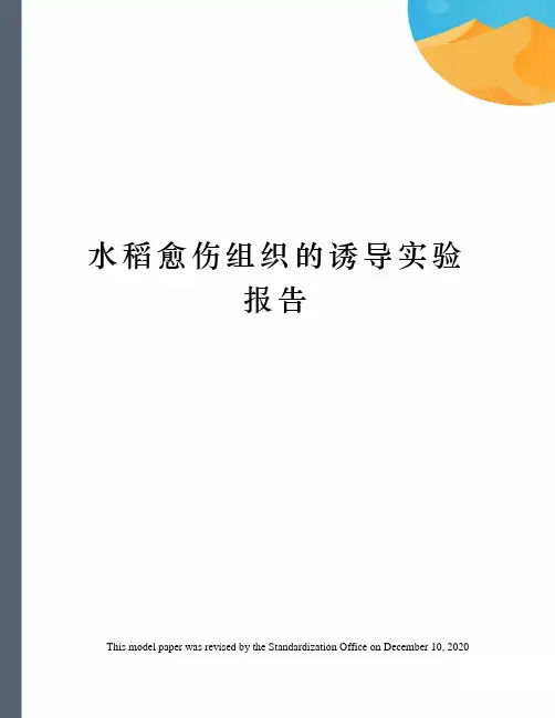 水稻愈伤组织的诱导实验报告