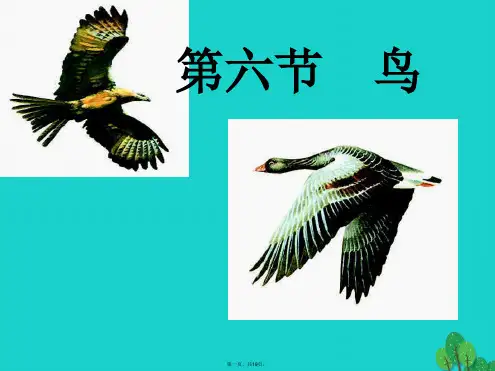 八年级生物上册5.1.6鸟教学课件(新版)新人教版