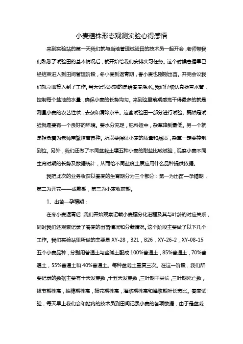 小麦植株形态观测实验心得感悟