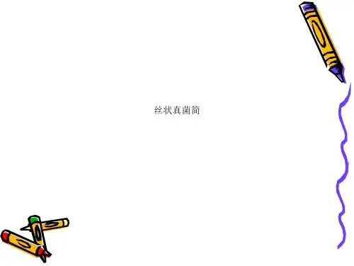 丝状真菌简