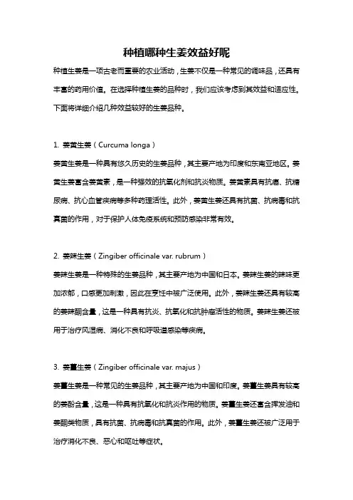 种植哪种生姜效益好呢