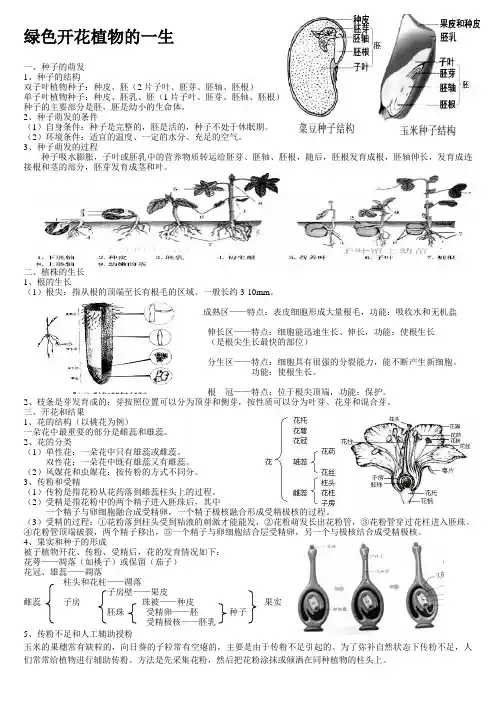 绿色开花植物的一生知识点
