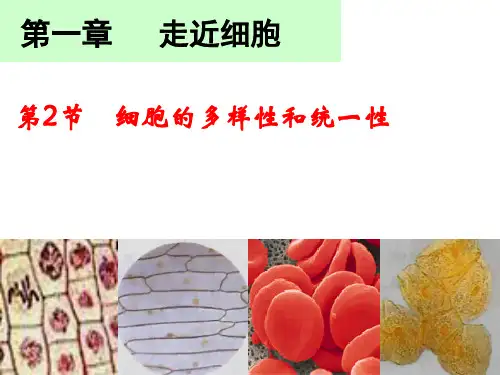 精编课件人教版高中生物必修1第一章第2节《细胞的多样性和统一性》课件 (共32张PPT)