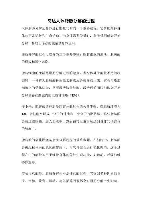 简述人体脂肪分解的过程