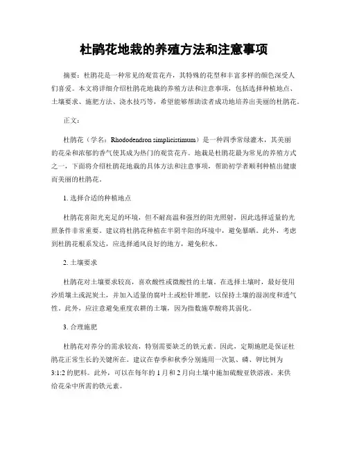 杜鹃花地栽的养殖方法和注意事项