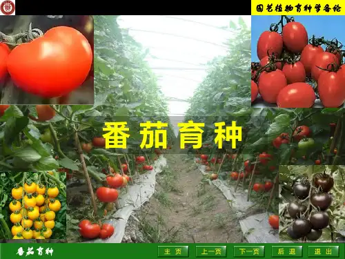 番茄育种