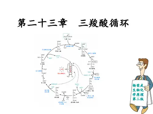 第二十三章 三羧酸循环