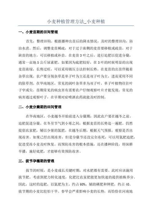 小麦种植管理方法_小麦种植