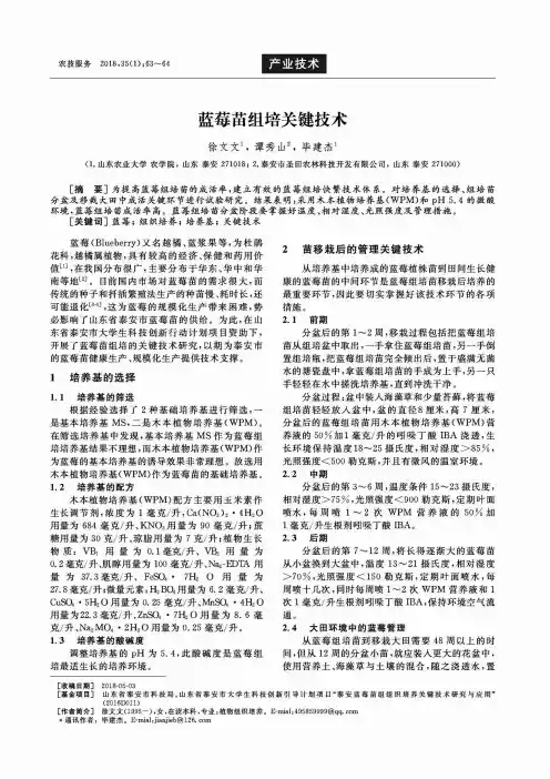 蓝莓苗组培关键技术