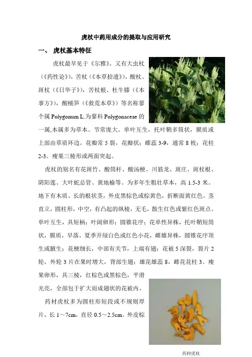 虎杖