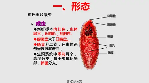 扁形动物门 布氏姜片吸虫PPT课件