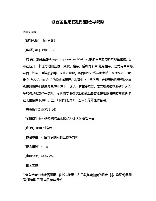 紫背金盘愈伤组织的诱导观察