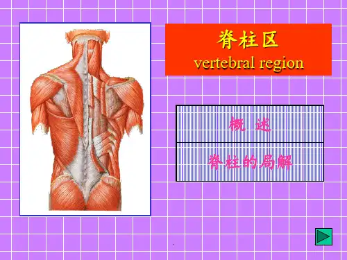 脊柱区局部解剖PPT课件