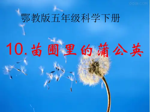 2020年五年级下册科学课件-10苗圃里的蒲公英  ｜鄂教版                (共31张PPT)