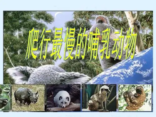 北师大版数学四下《爬行最慢的哺乳动物》ppt