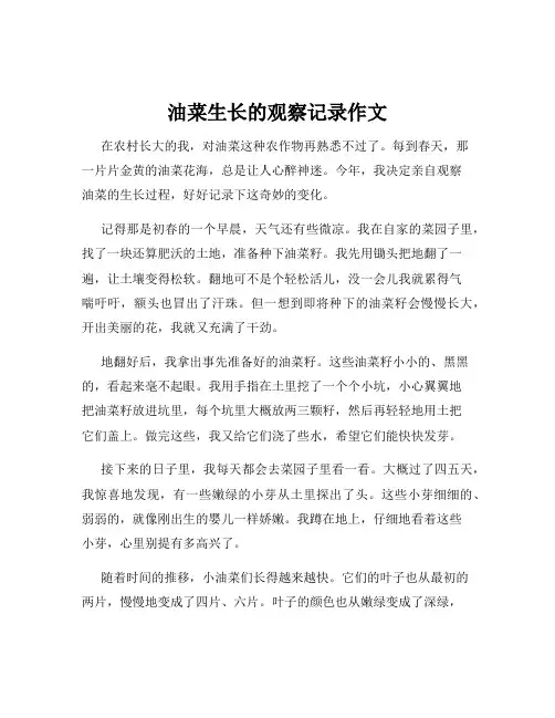 油菜生长的观察记录作文