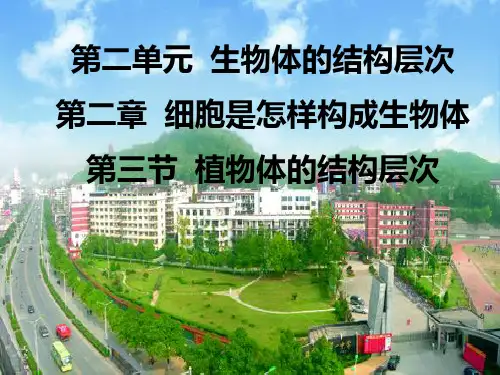 2.2.3 植物体的结构层次课件 人教版七年级上册生物