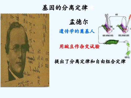 分离定律1
