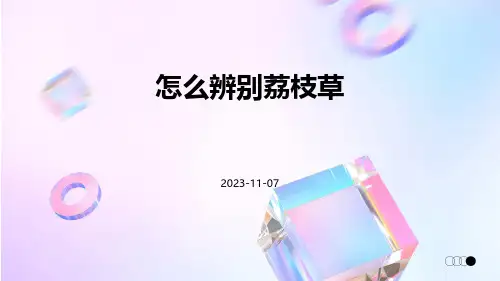 怎么辨别荔枝草