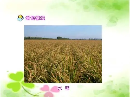 苏教版五年级语文：杂交水稻之父PPT课件(公开课优质课教学课件)