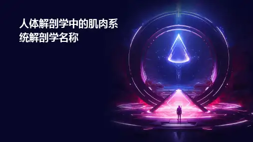 人体解剖学中的肌肉系统解剖学名称