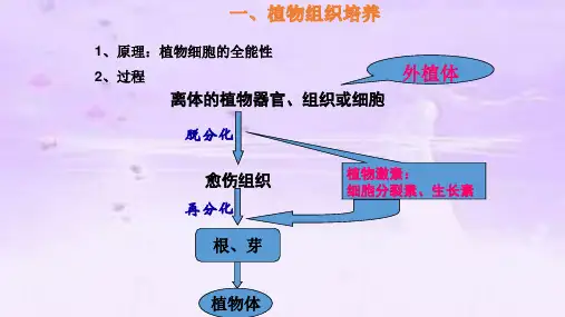 人教版高中生物选修三课件：2-1-2植物细胞工程的应用 (共21页)
