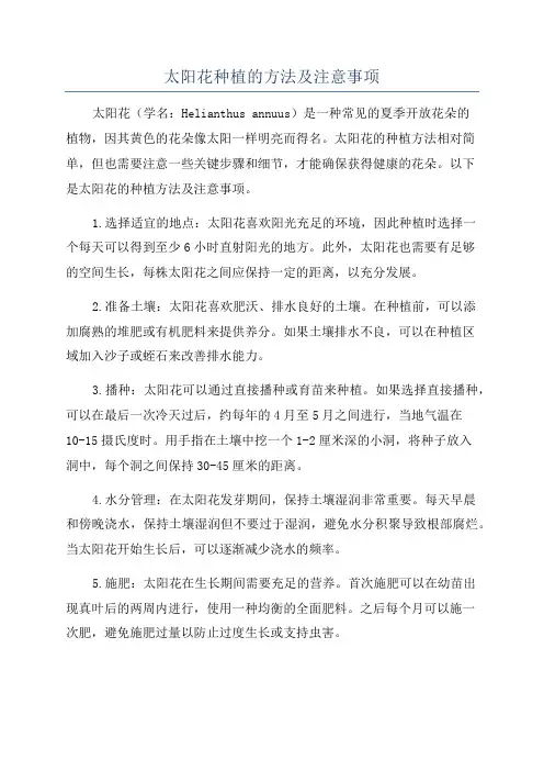 太阳花种植的方法及注意事项