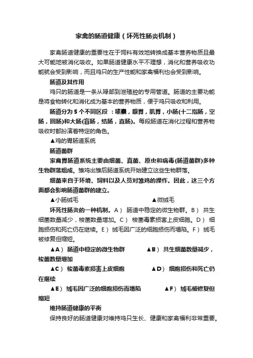 家禽的肠道健康（坏死性肠炎机制）
