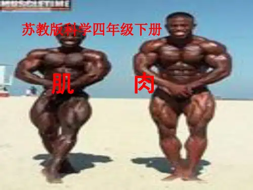 (苏教版)四年级科学下册课件 肌肉 2
