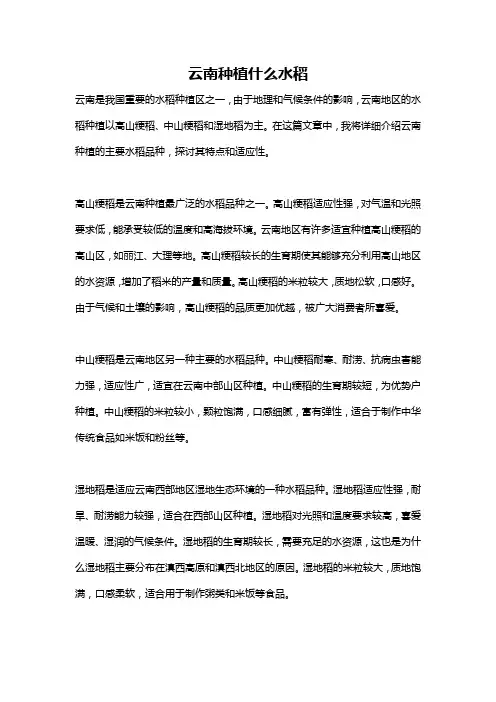 云南种植什么水稻