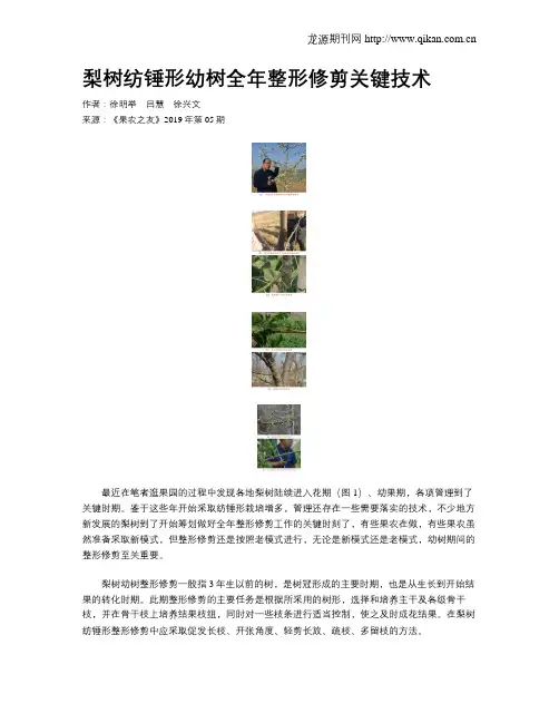 梨树纺锤形幼树全年整形修剪关键技术