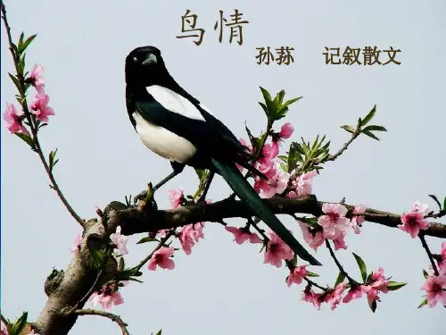 1、鸟情