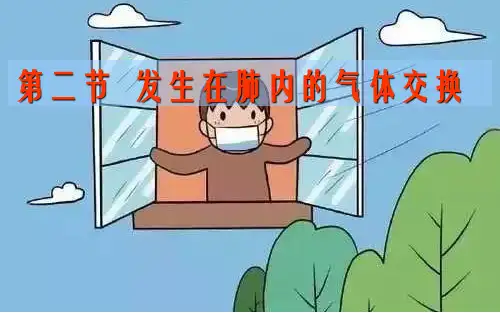 4.3.2 发生在肺内的气体交换 课件 2020-2021学年人教版七年级下册生物